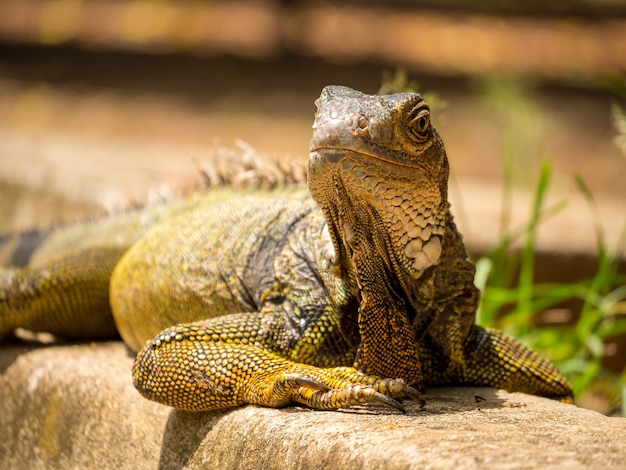 Iguana che fissa il giardino