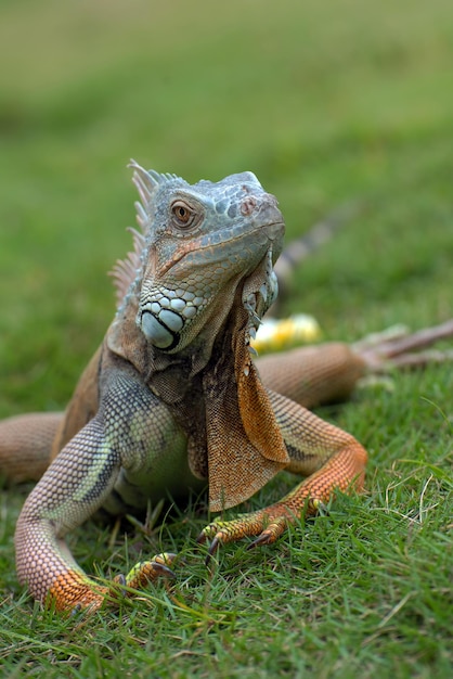 Iguana verde che prende il sole sull'erba