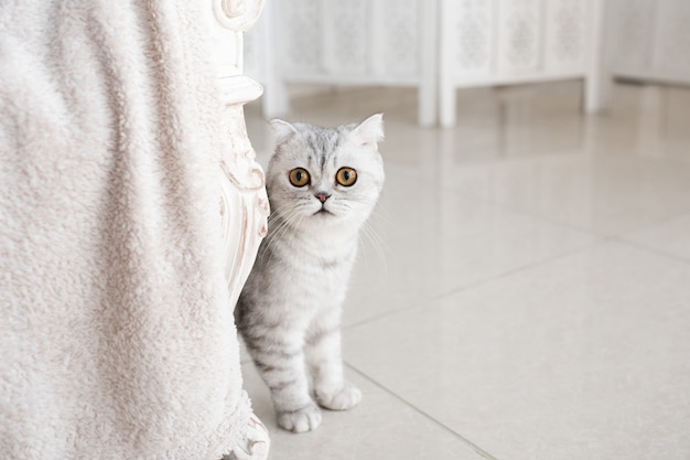 Il bello gatto di soriano grigio con gli occhi gialli si leva in piedi sul pavimento bianco