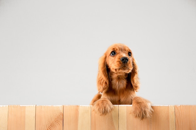 Il cagnolino o l'animale domestico giocoso bianco-braun sveglio sta giocando e sembra felice isolato su bianco