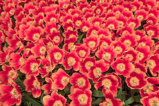 Il campo dei tulipani nei Paesi Bassi o in Olanda