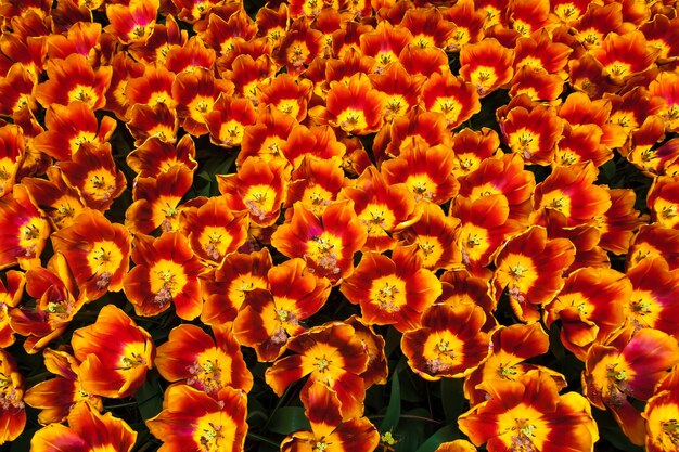 Il campo di tulipani in Keukenhof Flower Garden, Lisse, Paesi Bassi, Olanda