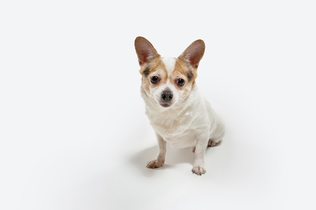 Il cane da compagnia della chihuahua è in posa. Carino giocoso crema cagnolino marrone o animale domestico che gioca isolato sul muro bianco. Concetto di movimento, azione, movimento, amore per gli animali domestici. Sembra felice, felice, divertente.