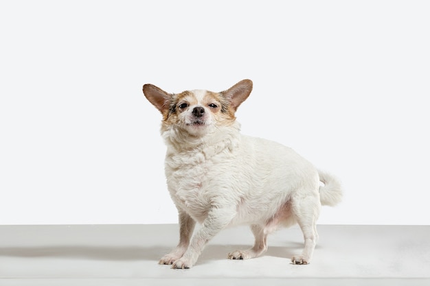 Il cane da compagnia della chihuahua è in posa. Carino giocoso crema cagnolino marrone o pet giocando isolato su sfondo bianco studio Concetto di movimento, azione, movimento, amore per gli animali domestici. Sembra felice, felice, divertente.