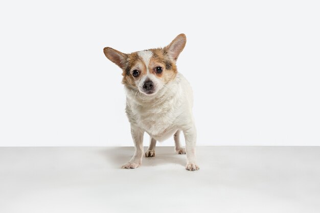 Il cane da compagnia della chihuahua è in posa. Carino giocoso crema cagnolino marrone o pet giocando isolato su sfondo bianco studio Concetto di movimento, azione, movimento, amore per gli animali domestici. Sembra felice, felice, divertente.