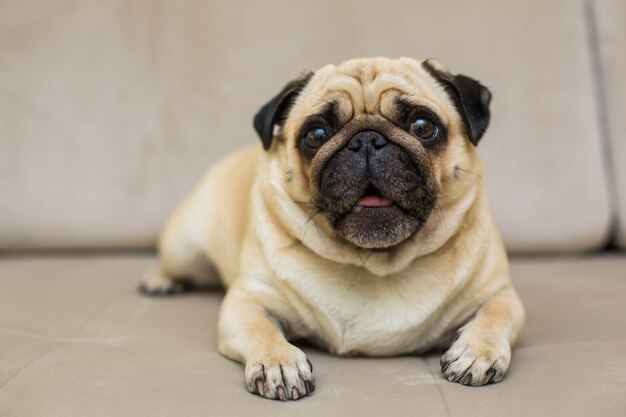 Il carlino è appoggiato sul parquet naturale, il cane stanco è sdraiato sul pavimento, vista dall'alto