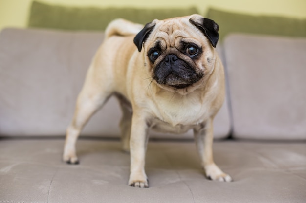 Il carlino è appoggiato sul parquet naturale, il cane stanco è sdraiato sul pavimento, vista dall'alto