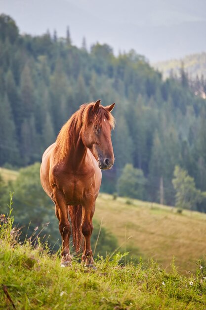 Il cavallo pascola in un alpeggio dove dopo la pioggia i verdi pascoli della zona alpina dei Carpazi sono ricoperti da un mare di nebbia