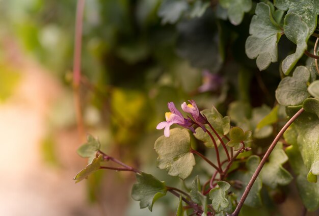 Il colpo del primo piano dei fiori viola si avvicina alle foglie verdi con una priorità bassa vaga