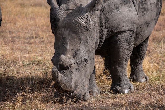 Il colpo del primo piano di un rinoceronte fangoso che pasce su un campo ha catturato in Ol Pejeta, Kenya