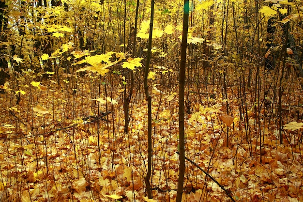 Il colpo del primo piano di una foresta con gli alberi nudi e le foglie di autunno gialle sulla terra