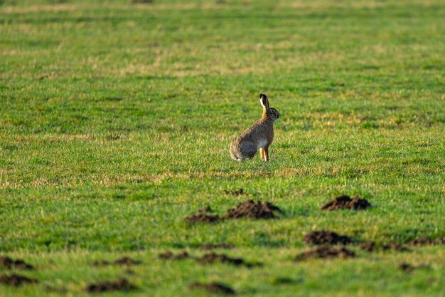 Il colpo di messa a fuoco selettiva di un coniglio si siede sul terreno erboso