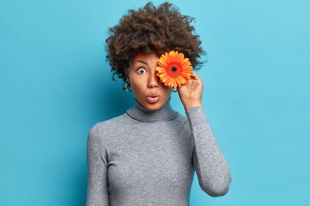 Il colpo orizzontale della donna afroamericana sorpresa tiene la gerbera arancione sopra gli sguardi con gli occhi buggati ama i fiori vestiti in dolcevita grigio casual isolato sopra la parete blu
