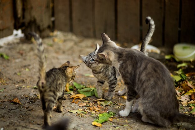 Il colpo selettivo del primo piano di un gatto bianco e marrone con i gattini svegli si avvicina alle foglie