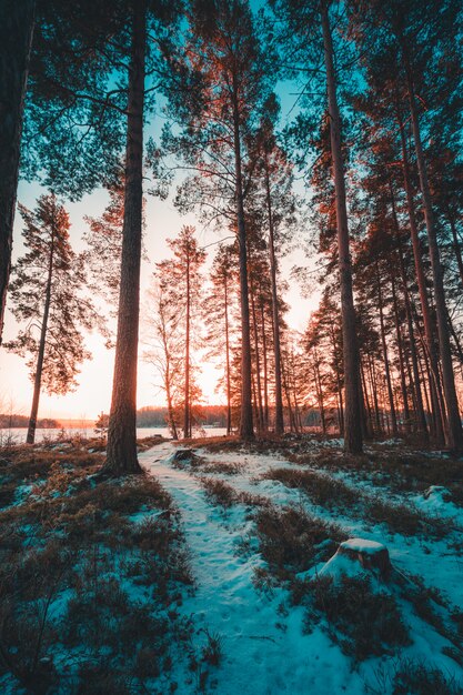Il colpo verticale degli alberi alti su una collina innevata ha catturato in Svezia