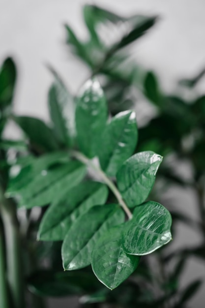 Il concetto di banner floreale per ufficio o negozio Zamioculcas zamiifolia o pianta domestica dell'albero del dollaro è una pianta ornamentale che aiuta a filtrare l'aria e assorbire le tossine Cartolina verticale concettuale o banner web di design