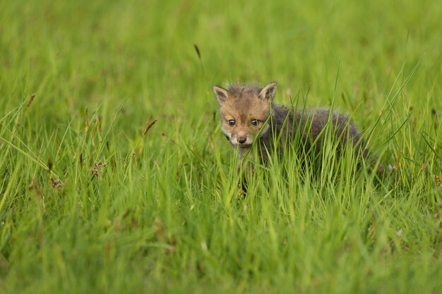 Il cucciolo di volpe rossa striscia nell'erba