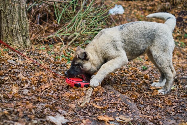 Il cucciolo gioca con un guinzaglio nel parco autunnale. Cucciolo di Akita americano divertente durante una passeggiata