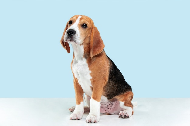 Il cucciolo tricolore del Beagle è in posa. Il simpatico cagnolino bianco-nero-nero o l'animale domestico è seduto su sfondo blu. Sembra attenta e triste. Servizio fotografico in studio. Concetto di movimento, movimento, azione. Spazio negativo.