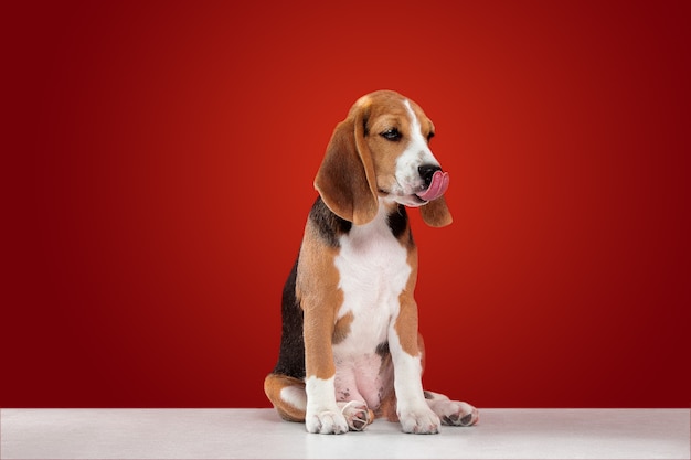 Il cucciolo tricolore del Beagle è in posa. Simpatico cagnolino bianco-nero-nero o animale domestico è seduto su sfondo rosso Sembra attenta e triste. Servizio fotografico in studio. Concetto di movimento, movimento, azione. Spazio negativo.