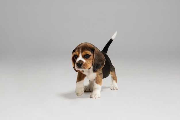 Il cucciolo tricolore del Beagle è in posa. Simpatico cagnolino bianco-nero-nero o animale domestico sta giocando su sfondo bianco.