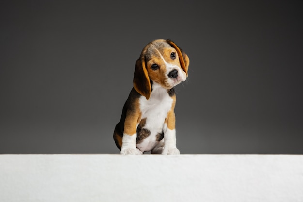 Il cucciolo tricolore del Beagle è in posa. Simpatico cagnolino bianco-nero-nero o animale domestico sta giocando su sfondo grigio.