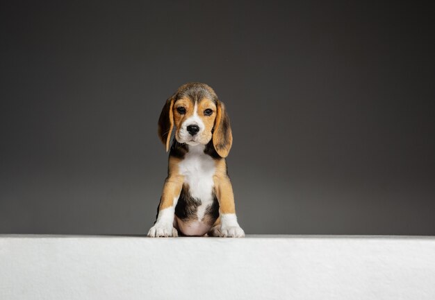 Il cucciolo tricolore del Beagle è in posa. Simpatico cagnolino bianco-nero-nero o animale domestico sta giocando sul muro grigio. Sembra attento e giocoso Concetto di movimento, movimento, azione. Spazio negativo.