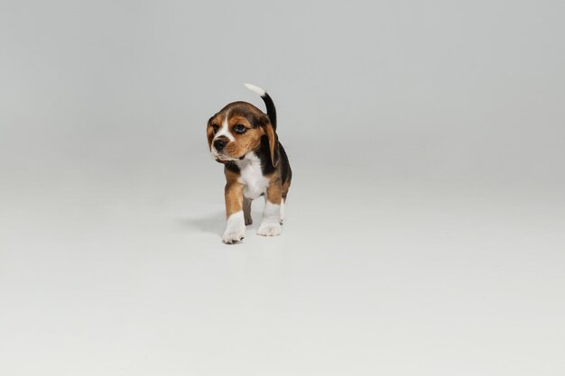 Il cucciolo tricolore del cane da lepre sta posando. Carino cagnolino o animale domestico bianco-braun-nero sta giocando su sfondo bianco.