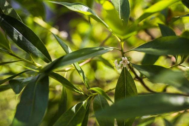 Il fiore bianco sull&#39;albero lascia il contesto