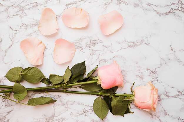 Il fiore di Rosa con i petali su marmo bianco ha strutturato la priorità bassa