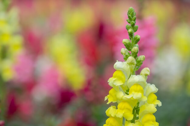 Il fiore giallo della bocca di leone è una bella fioritura nel giardino floreale.