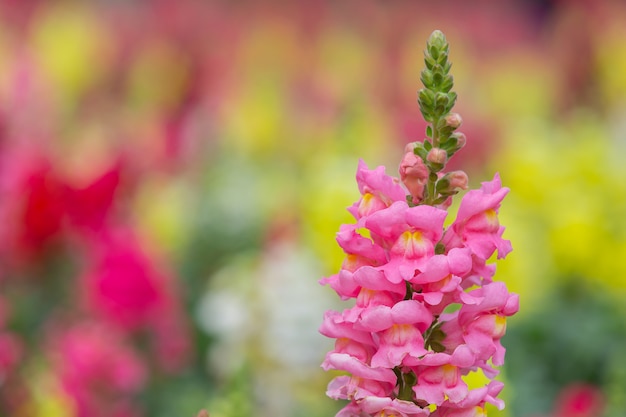 Il fiore rosa della bocca di leone è una bella fioritura in un giardino floreale.