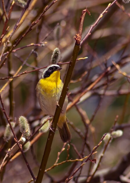 Il fuoco selettivo verticale ha sparato del Warbler comune della gola gialla appollaiato su un ramo