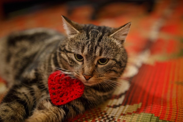 Il gatto adulto grigio giace sul pavimento