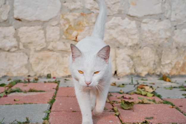 Il gatto bianco con gli occhi gialli va alla telecamera guarda nella telecamera Messa a fuoco selettiva del primo piano Cura degli animali senza tetto ambiente urbano ecologia