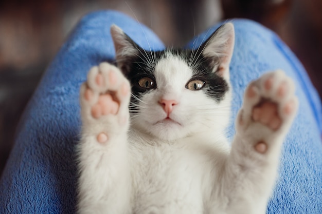 Il gatto bianco giace sulle ginocchia della donna