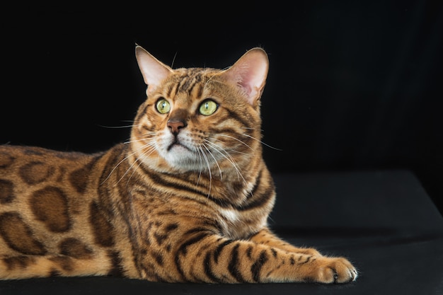 Il gatto del Bengala d'oro su sfondo nero