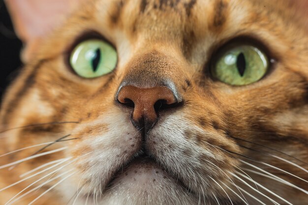 Il gatto del Bengala d'oro sul muro nero