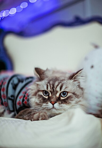 Il gatto grigio in maglione blu si trova sulla coperta bianca