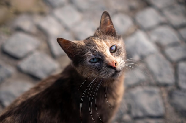 Il gatto randagio turco locale con un occhio cieco guarda tristemente la telecamera