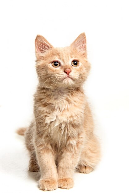 Il gatto rosso o bianco i su studio bianco