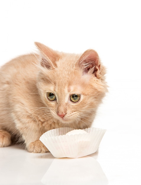 Il gatto rosso o bianco io su bianco studio bere latte