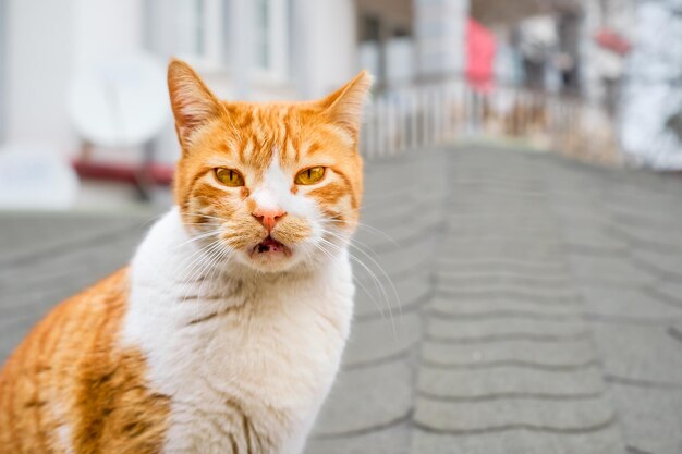 Il gatto rosso senzatetto guarda la telecamera primo piano di un gatto con copia spazio per il testo prendersi cura degli animali locali prendersi cura dell'ecosistema della città Proteggere gli animali domestici