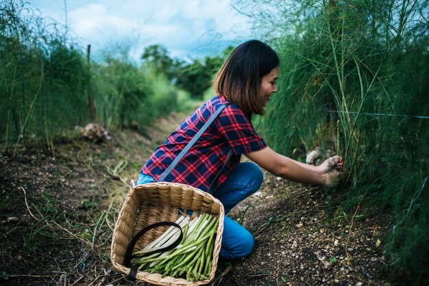 Il giovane agricoltore raccoglie gli asparagi freschi con la mano messa nel canestro.