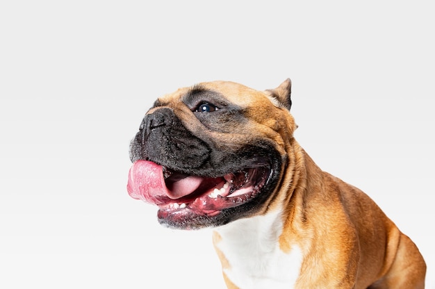 Il giovane bulldog francese sta proponendo. Il simpatico cagnolino o animale domestico bianco-braun sta giocando e sembra felice isolato su priorità bassa bianca.