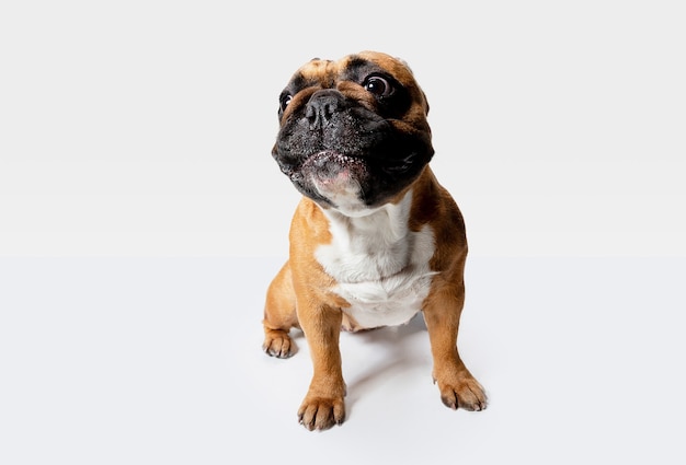 Il giovane bulldog francese sta proponendo. Il simpatico cagnolino o animale domestico bianco-braun sta giocando e sembra felice isolato su priorità bassa bianca.