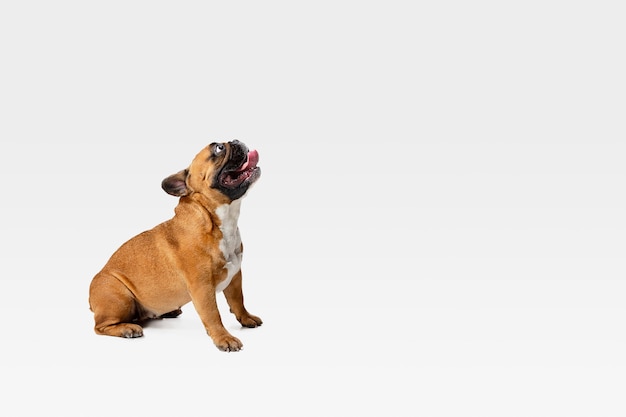 Il giovane bulldog francese sta proponendo. Il simpatico cagnolino o animale domestico bianco-braun sta giocando e sembra felice isolato su priorità bassa bianca.