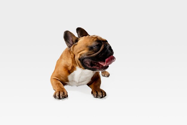 Il giovane bulldog francese sta proponendo. Il simpatico cagnolino o animale domestico bianco-braun sta giocando e sembra felice isolato sul muro bianco. Concetto di movimento, movimento, azione. Spazio negativo.