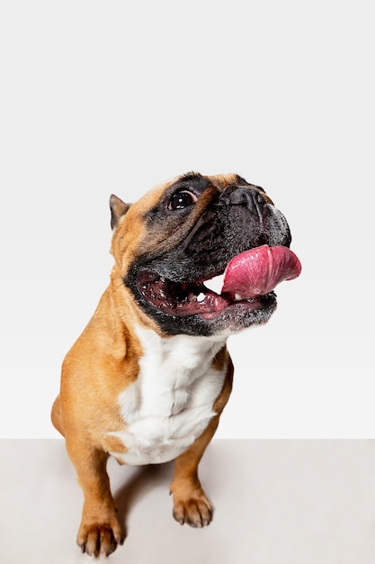 Il giovane bulldog francese sta proponendo. Il simpatico cagnolino o animale domestico bianco-braun sta giocando e sembra felice isolato sul muro bianco. Concetto di movimento, movimento, azione. Spazio negativo.