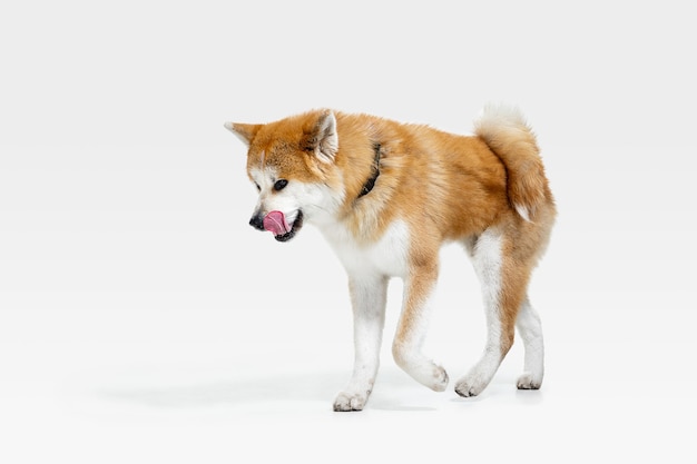 Il giovane cane Akita-Inu è in posa. Il cagnolino bianco-braun sveglio o l'animale domestico felice sta andando isolato su fondo bianco. Servizio fotografico in studio. Spazio negativo per inserire il testo o l'immagine.